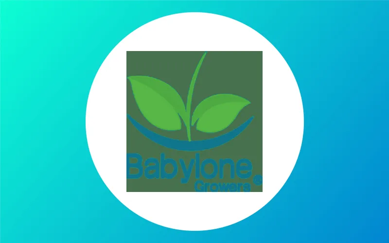 Babylone Growers Actualité